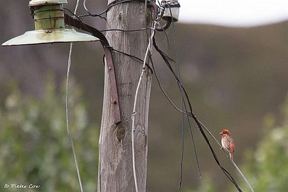 Naar Georgië voor de roofvogeltrek - Lommel