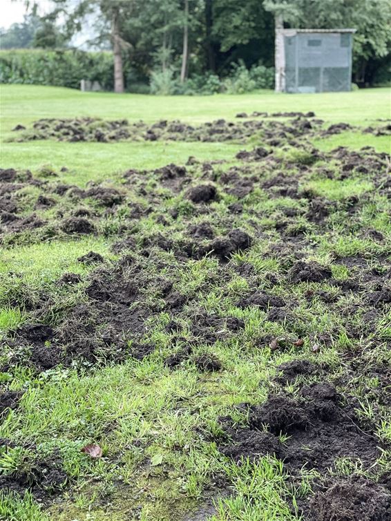 Nachtelijk bezoek in Astridlaan - Pelt