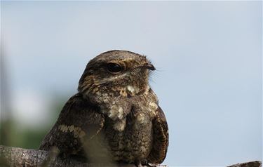 Nachtzwaluw in Gamma - Pelt & Oudsbergen