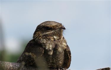 Nachtzwaluwen geringd - Pelt