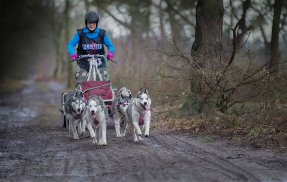 Nationaal kampioenschap sledehonden - Lommel