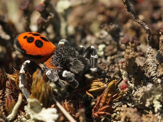 'Natuur combineren met werkgelegenheid' - Lommel