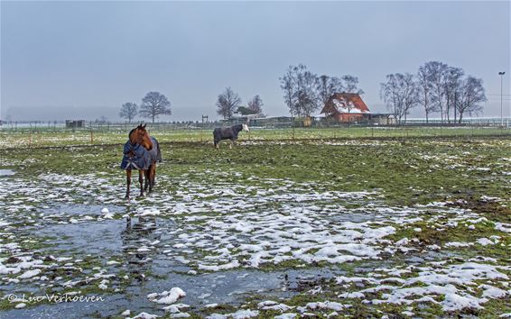 Natuur eind januari - Lommel