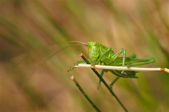 Natuur in beeld - Beringen