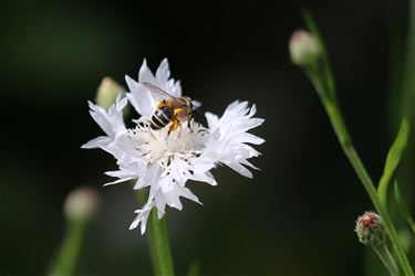 Natuur inspireert - Beringen