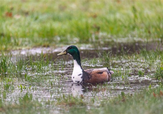 Natuur op 1 april - Lommel