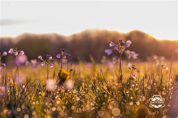 Natuur op 21 april - Lommel