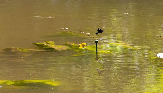 Natuur op dinsdag - Lommel