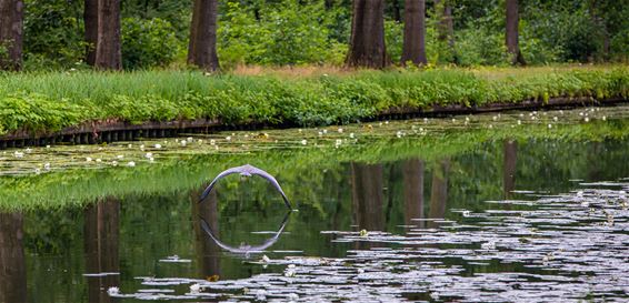 Natuur op donderdag - Lommel