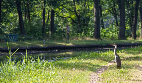 Natuur op donderdag - Lommel