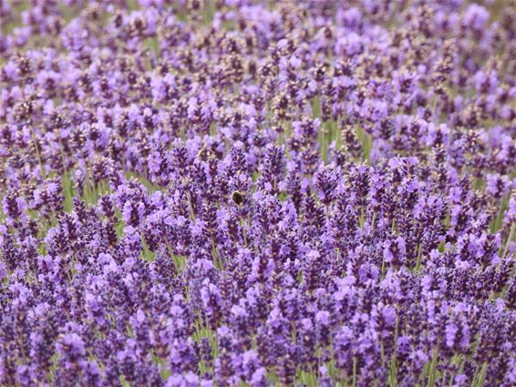 Natuur op donderdag - Lommel