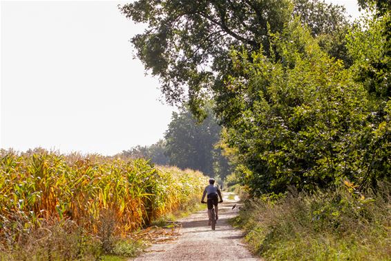 Natuur op het einde van de zomer - Lommel