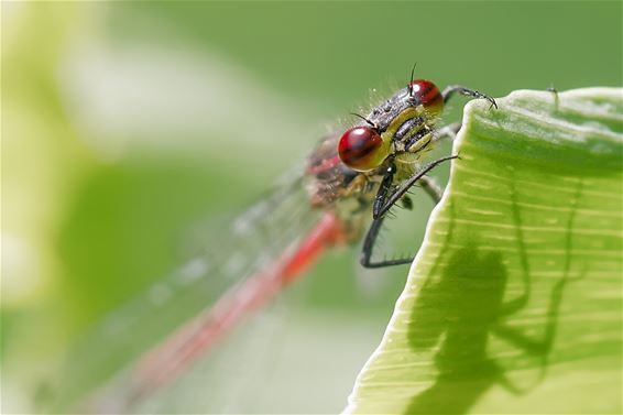 Natuur op maandag - Lommel