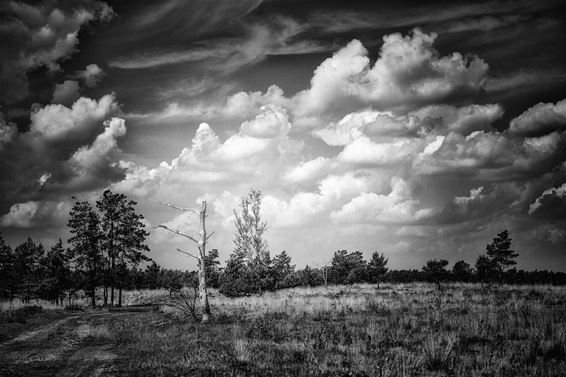 Natuur op Pinksterzondag - Lommel