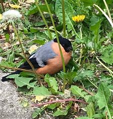 Natuur op z'n best - Lommel