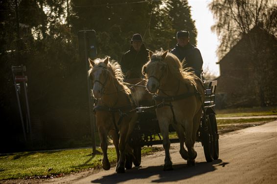 Natuur op zondag - Lommel