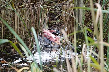 Bree - Natuur toont haar rauwe kant in De Luysen