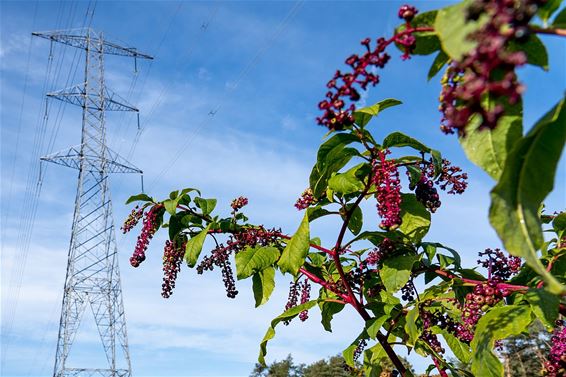 Natuurbeheer onder hoogspanningslijn - Hechtel-Eksel