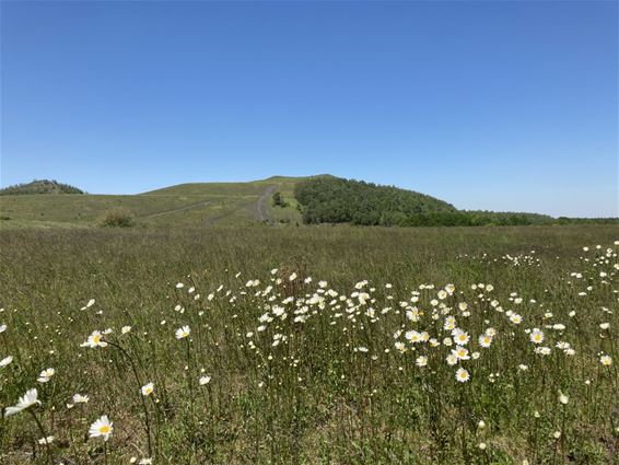 Natuurbeheerplan voor de Klaverberg - Genk