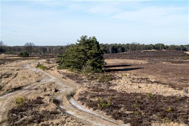 Natuurbeheersplan Kamp van Beverlo