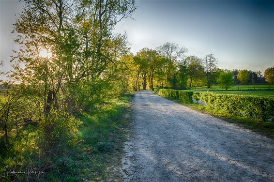 Natuurfoto's blijven toestromen - Lommel