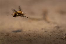 Natuurfotografie in 't Kristallijn - Lommel