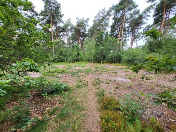 Natuurherstel in Haarterheide - Hamont-Achel