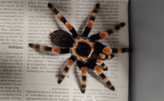 Natuurhulpcentrum ontvangt drie opvallende dieren - Oudsbergen