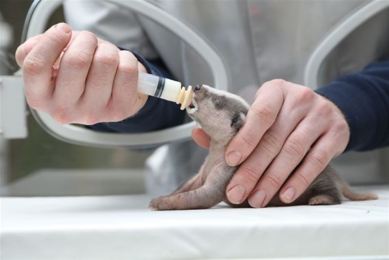 Natuurhulpcentrum vangt dassen op - Oudsbergen