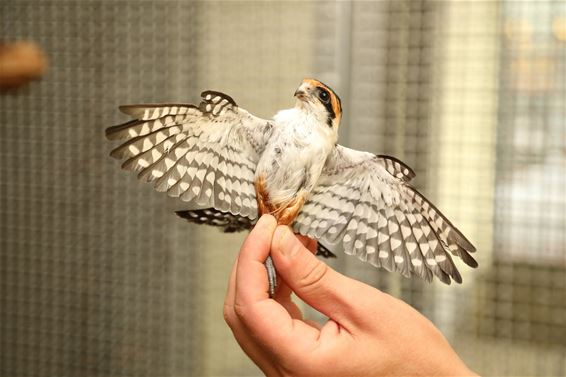 Natuurhulpcentrum vangt inbeslaggenomen dieren op - Oudsbergen