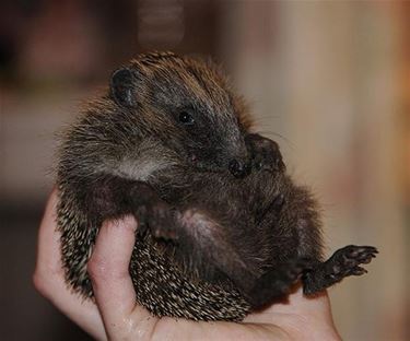 Natuurhulpcentrum ving meer dan 2300 egels op - Oudsbergen