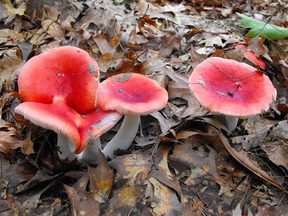 Natuurlijke afwijkingen bij zwammen - Hechtel-Eksel