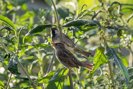 Natuurlijke vijanden van de bladluis - Hamont-Achel