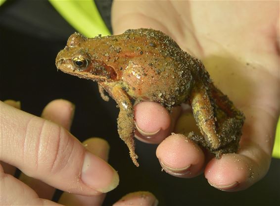 Natuurpunt Beringen volop bezig met paddenoverzet - Beringen