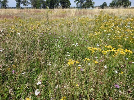 Natuurpunt gaat Roosenheide beheren - Pelt