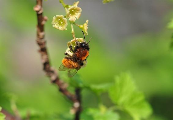 Natuurpunt heeft het voor de wilde bij - Neerpelt