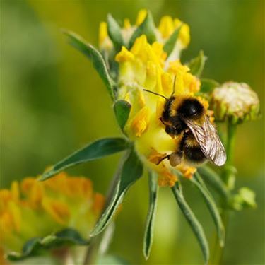 Natuurpunt lanceert de 'Insectenzomer'