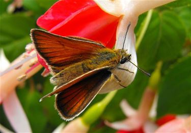 Natuurpunt organiseert Vlindertelling