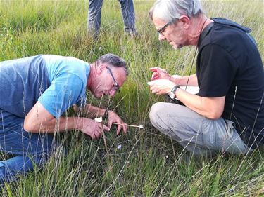 Natuurpunt telt eitjes van zeldzaam vlindertje - Beringen