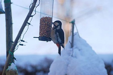 Natuurpunt verwacht vogelsterfte