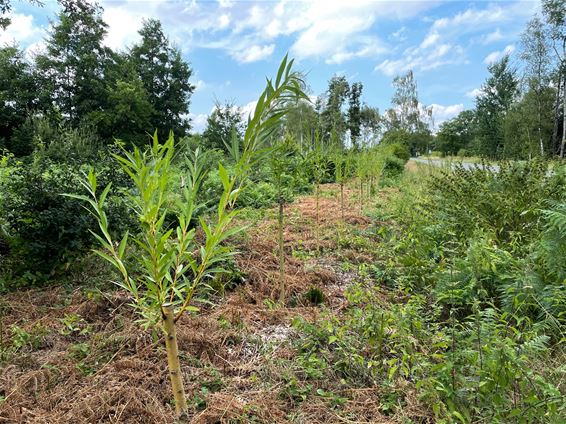 Natuurpunt wil samen met boeren wilgen kweken - Beringen & Leopoldsburg