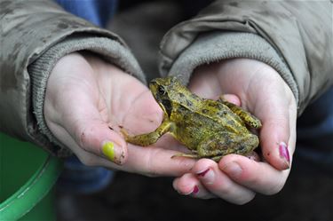 Natuurpunt zoekt vrijwilligers voor paddenoverzet - Beringen