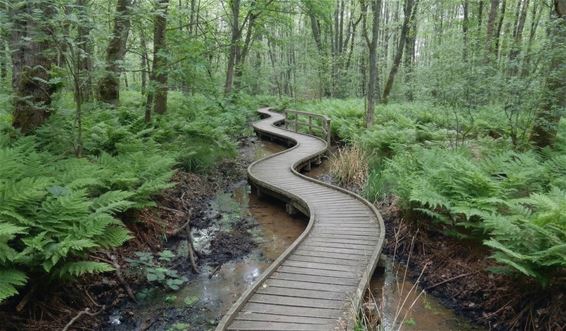 Natuurreservaat 't Plat wordt toegankelijker - Pelt