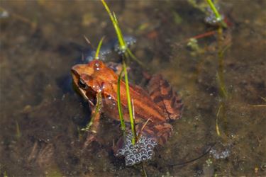 Natuurwandeling in de vallei van de Zwarte Beek - Beringen