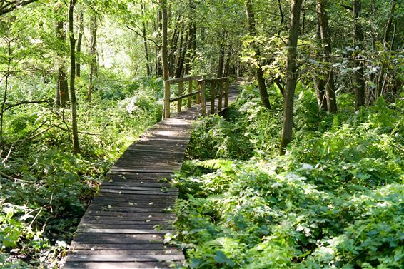 Neem eens een bosbad! - Beringen