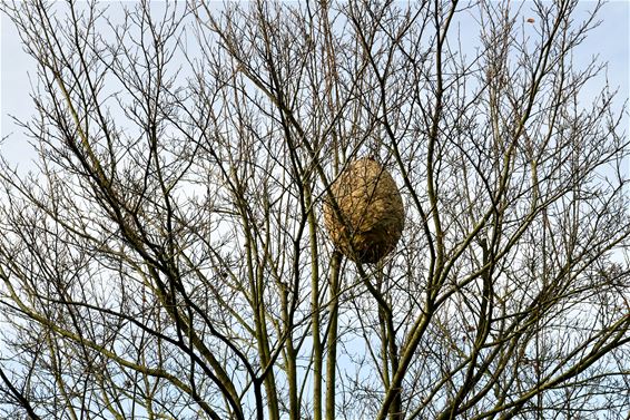 Nest Aziatische hoornaar gevonden - Beringen