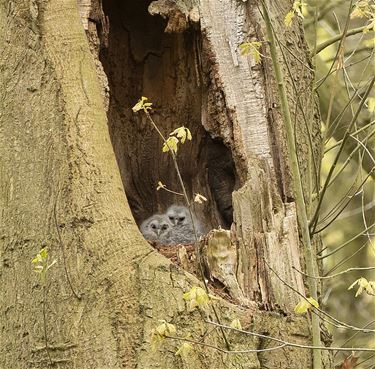 Nest van steen(bos)uil gespot - Lommel