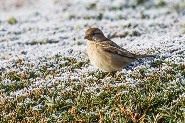 Nestje bouwen? - Beringen