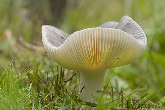 Net een lampje - Hamont-Achel