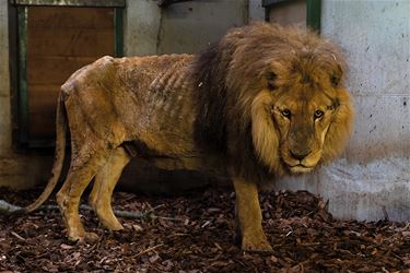 NHC haalt mishandelde leeuw weg uit circus - Oudsbergen